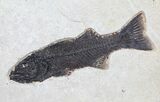 Framed Fossil Fish (Mioplosus) From Wyoming - Gorgeous #78133-1